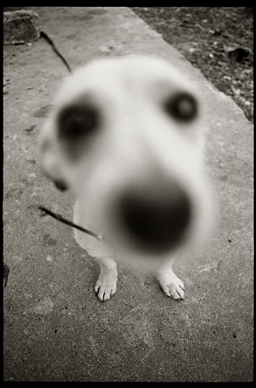 photo "untitled" tags: nature, pets/farm animals