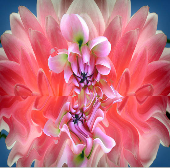 photo "Surrealistic Dahlia" tags: montage, abstract, 