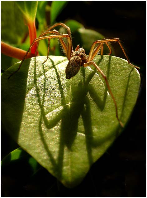 photo "Light and shadow" tags: macro and close-up, nature, insect