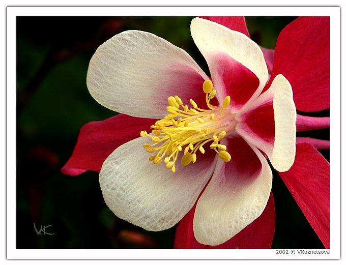 photo "Red Columbine" tags: macro and close-up, nature, flowers