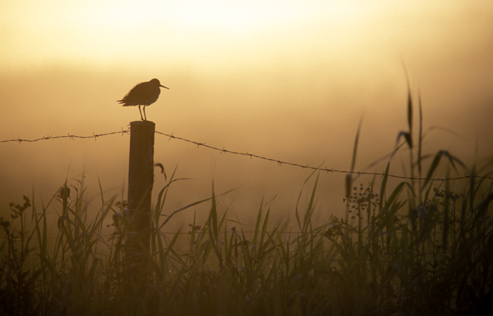 photo "Redshank" tags: nature, wild animals