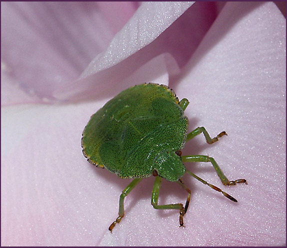 photo "It too likes fine..." tags: nature, macro and close-up, insect