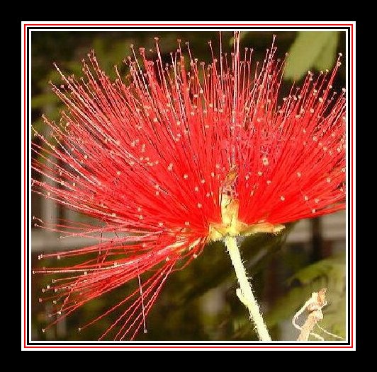 photo "The cock" tags: nature, flowers