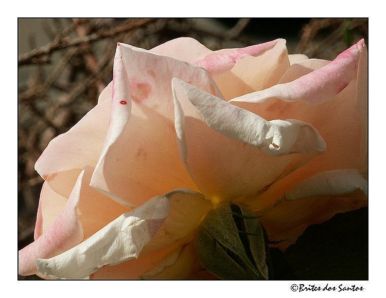 фото "The back rose" метки: природа, цветы