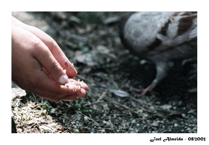 photo "Feeding the pigeons..." tags: nature, misc., pets/farm animals