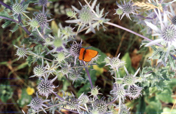photo "The butterfly" tags: nature, genre, insect