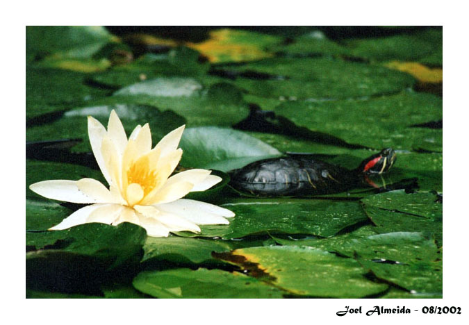 photo "The flower and the small turtle" tags: nature, flowers, wild animals