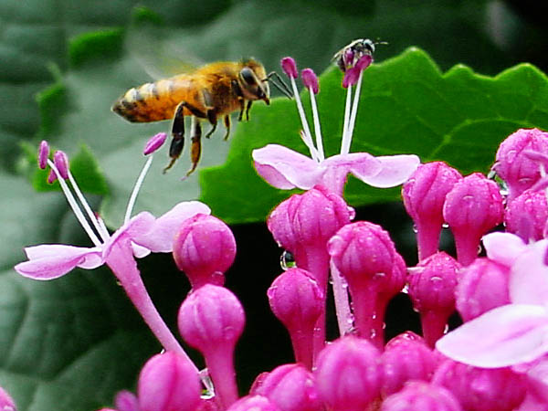 photo "Bee one" tags: nature, macro and close-up, insect