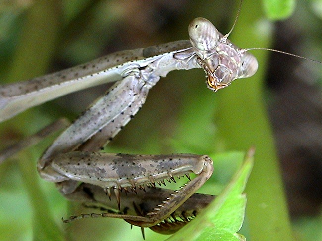 photo "In an ambush..." tags: macro and close-up, nature, insect