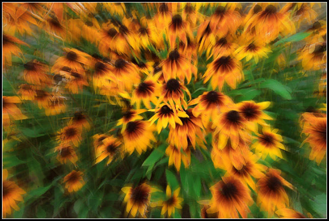 фото "*****" метки: природа, цветы