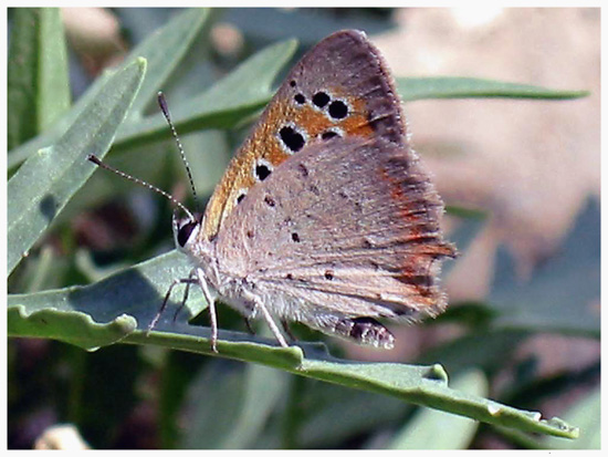 photo "butterfly" tags: macro and close-up, nature, insect