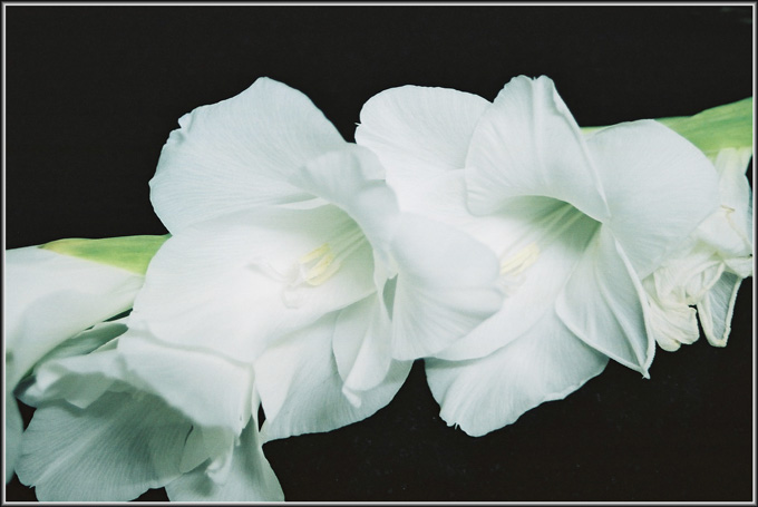 photo "Sweet Couple" tags: macro and close-up, nature, flowers