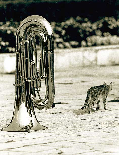 photo "Cat and Music" tags: genre, nature, pets/farm animals