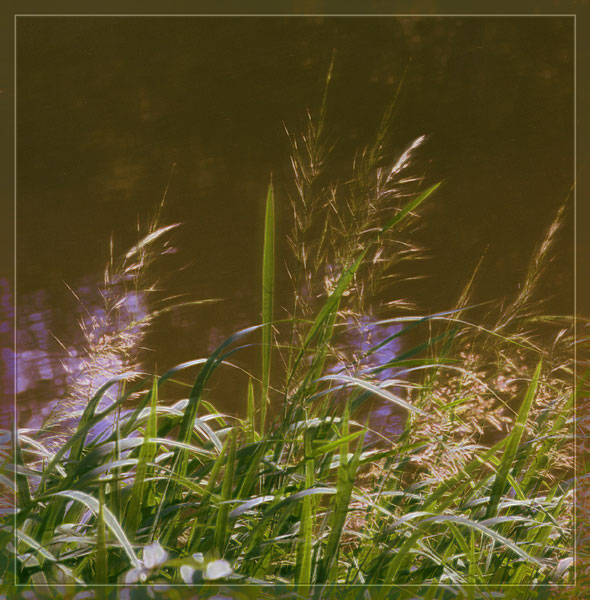 photo "In thrickets of a sedge" tags: landscape, montage, 