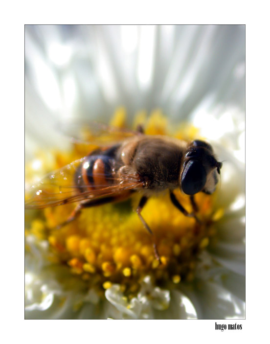photo "Dreaming bee!" tags: macro and close-up, 
