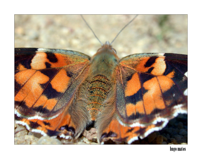 фото "Butterfly" метки: макро и крупный план, 