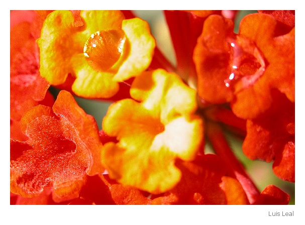 фото "Litle Flowers" метки: макро и крупный план, природа, цветы