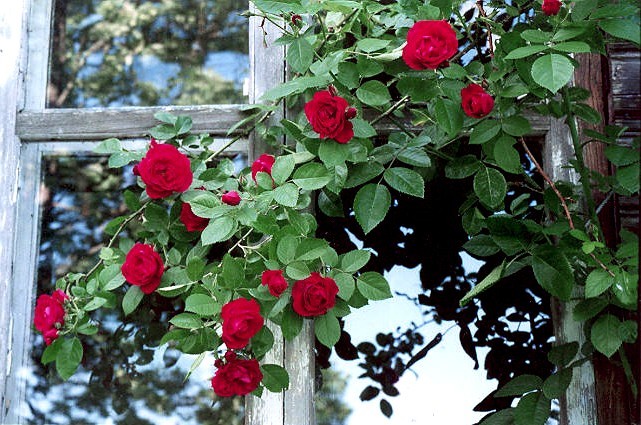 photo "Wild roses" tags: nature, flowers