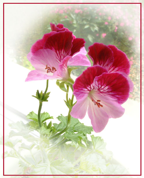 photo "Angel Pelargonium" tags: macro and close-up, nature, flowers