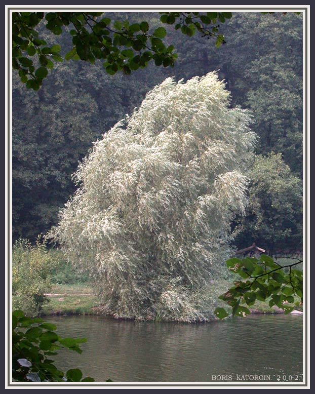 фото "Серебряное дерево" метки: пейзаж, лес, лето