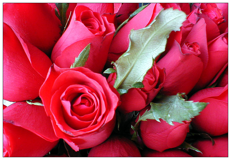 photo "little red roses 3" tags: nature, flowers