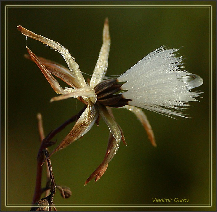 photo "The sign of the autumn" tags: nature, macro and close-up, flowers