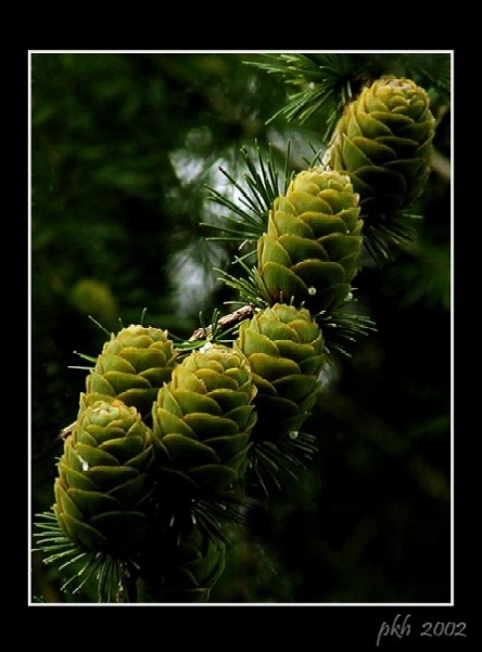 фото "Nature 3" метки: природа, цветы