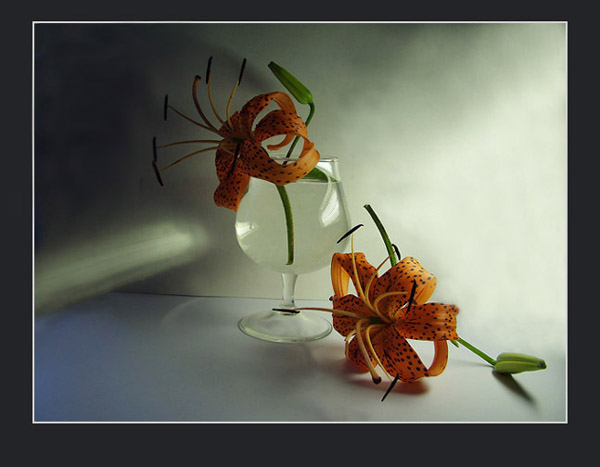 фото "still life-26" метки: натюрморт, природа, цветы