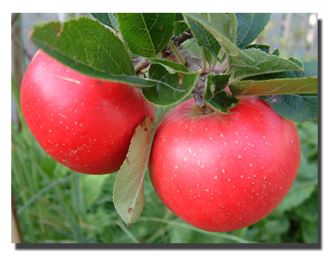 photo "Mum`s Apples" tags: nature, flowers