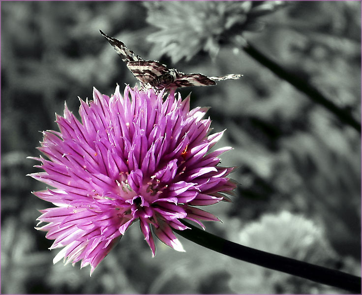 photo "- - - - - -" tags: nature, flowers, insect