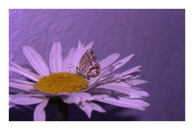 photo "Simple" tags: macro and close-up, nature, insect