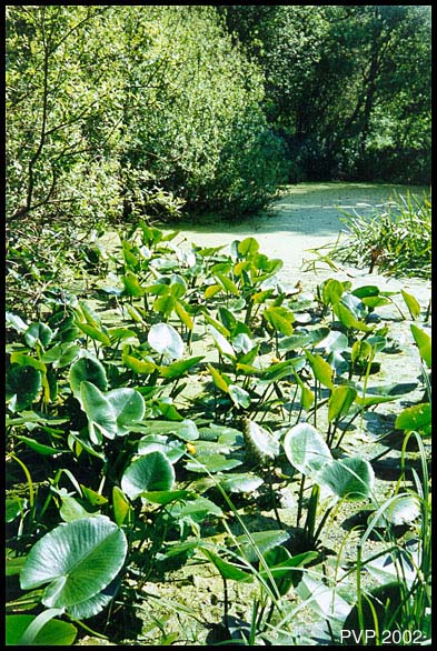 photo "Old bed of river" tags: landscape, summer, water