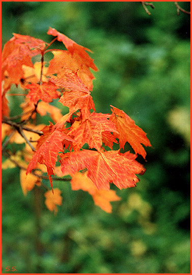 photo "Untitled photo" tags: landscape, nature, autumn