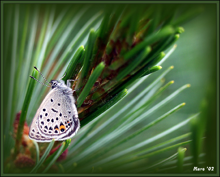 photo "The north beauty" tags: nature, macro and close-up, insect