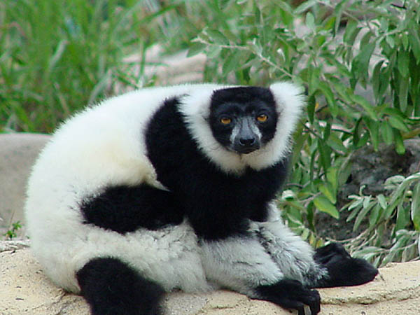 фото "Black and White Ruffed Lemur" метки: природа, дикие животные