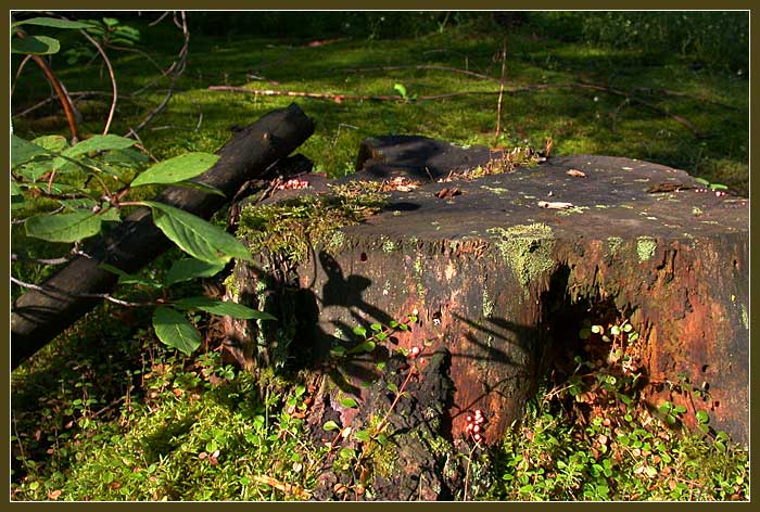 photo "And even stump at july day..." tags: nature, landscape, summer