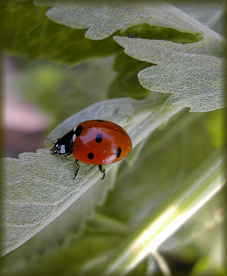 photo "Untitled photo" tags: macro and close-up, nature, insect