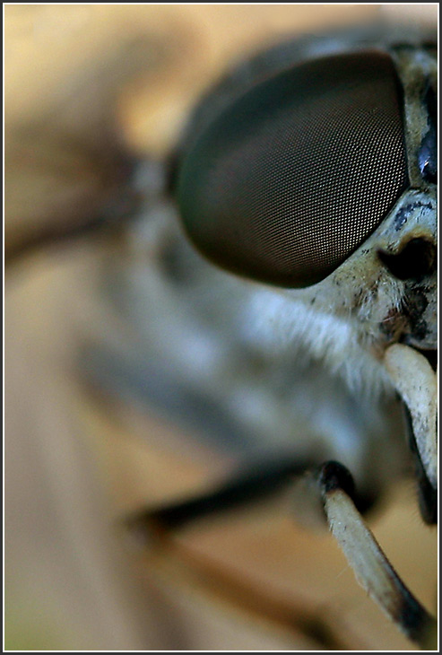 photo "The kind botfly" tags: macro and close-up, 