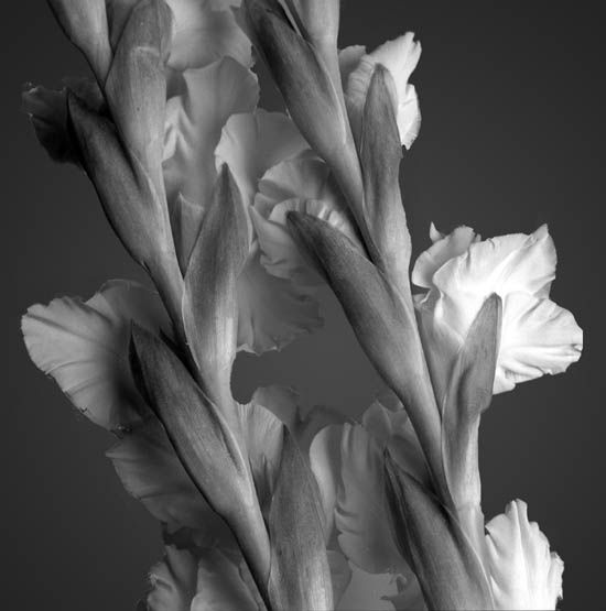photo "Gladiolus" tags: nature, flowers