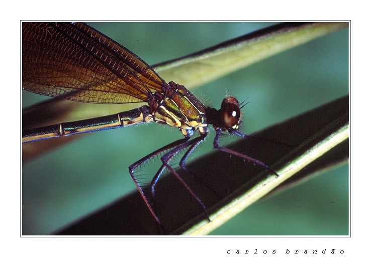 фото "dragon fly" метки: макро и крупный план, природа, насекомое
