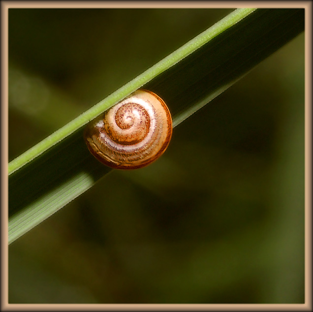 photo "Snail on a slope" tags: nature, macro and close-up, insect