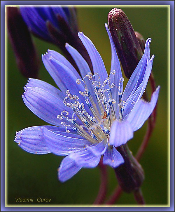 photo "Just a chicory" tags: nature, macro and close-up, flowers