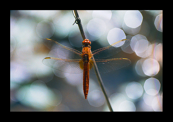 photo "Resting in the light..." tags: nature, macro and close-up, insect