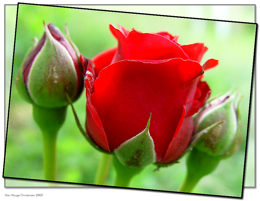 photo "Rose" tags: nature, macro and close-up, flowers