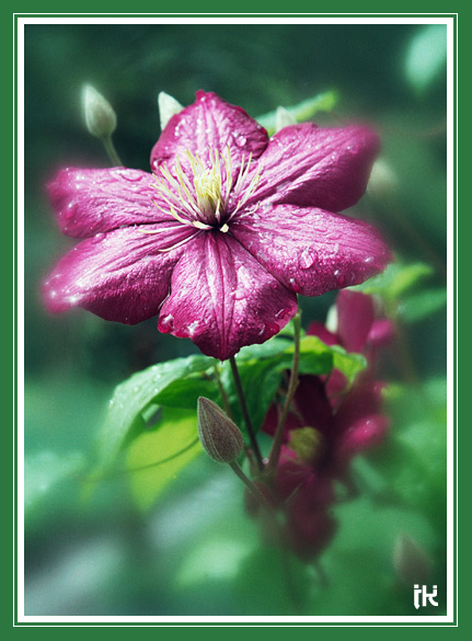 photo "Flower blues - visitor" tags: nature, flowers