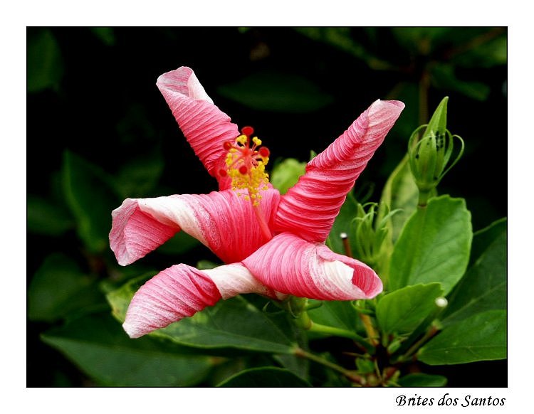 photo "Awaken II" tags: nature, flowers