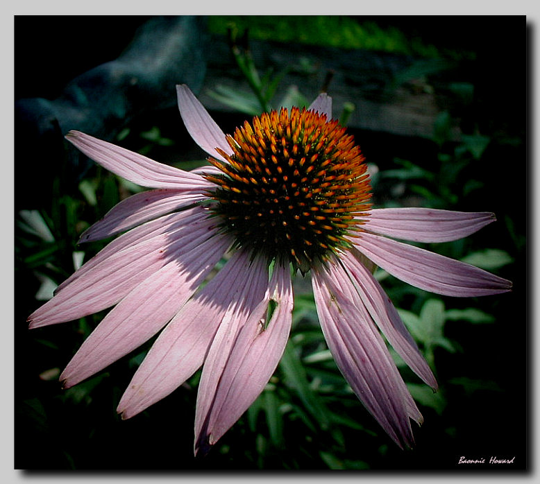 photo "Coneflower" tags: nature, flowers