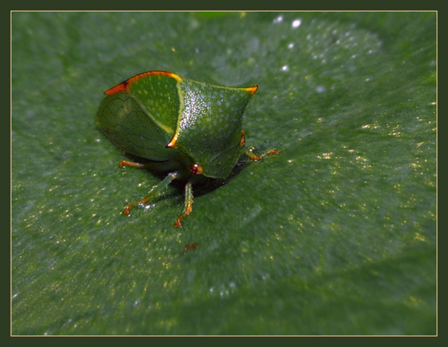 photo "Mysterious animal, or art of masking" tags: macro and close-up, nature, insect