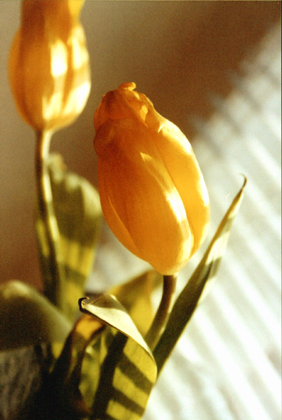 photo "GOOD morning" tags: nature, flowers