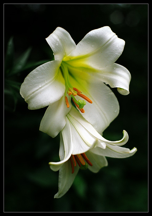 photo "Lily" tags: nature, flowers